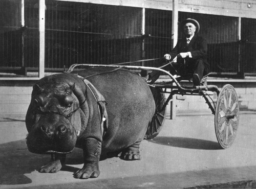 vintageeveryday:Giant hippo harnessed and hitched to circus cart, about to give trainer a ride, 1924