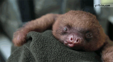 funnnyyy-giiiifffsss:  Follow me for more gifs ! 