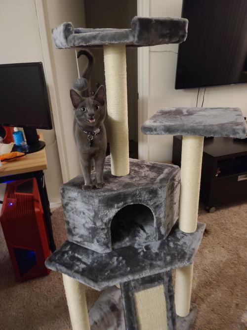 Just put together his first cat tree. I think he likes it!