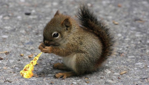 prince-andre-of-texcoco:  Long ago the squirrel nations lived together in harmony. Then everything changed when the fire squirrels attacked. Only the Squirrevatar master of all four elements could stop them but when the world needed him most he vanished.