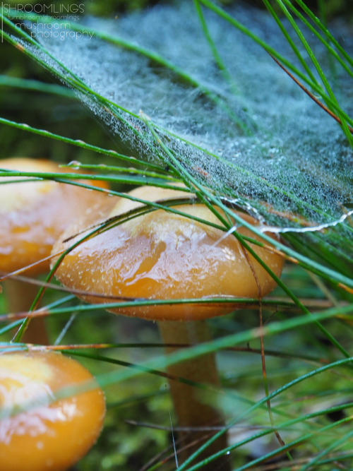 Mushrooms and Spiderwebs&hellip;.