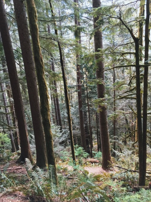 Hiking at the Heybrook Lookout trail was painfully rewarding. It&rsquo;s deceptively a short hik