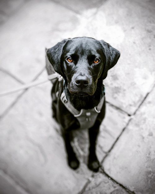 labrador-overload:Trip will look deep in to your soul until you give him the treat