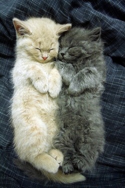 Two fluffy kitties having a snoozie time