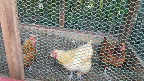 Here&rsquo;s some unflattering picture of a couple hens I saw yesterday.