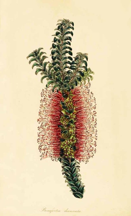Beaufortia decussate from Paxton&rsquo;s Magazine of Botany, 1839. Source