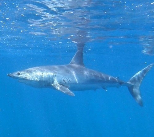 Whilst we did not see any Great White Sharks on yesterday’s trip we did see this Mako shark. We do n