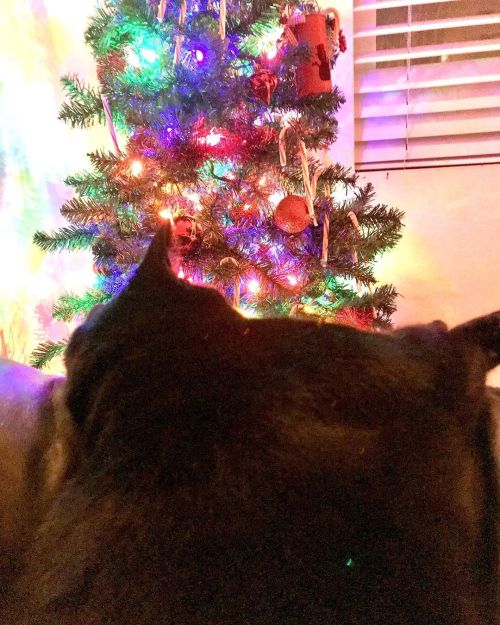 Finally feeling festive!!❄️ Pls enjoy Dany admiring the tree, my punny Christmas wine glass, my pr