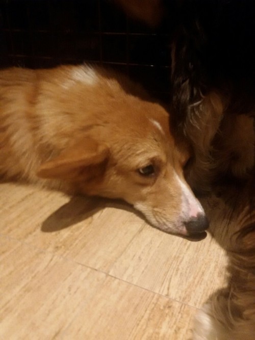 youngsterhammy:dogs ;^;