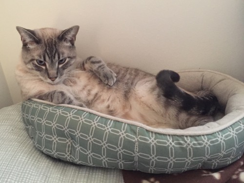 littleroundmirrors:Buddha’s vibe kinda says, “draw me like one of your french cats&helli