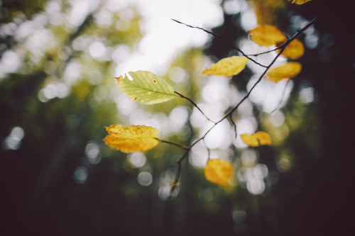 { Autumn Wandering }