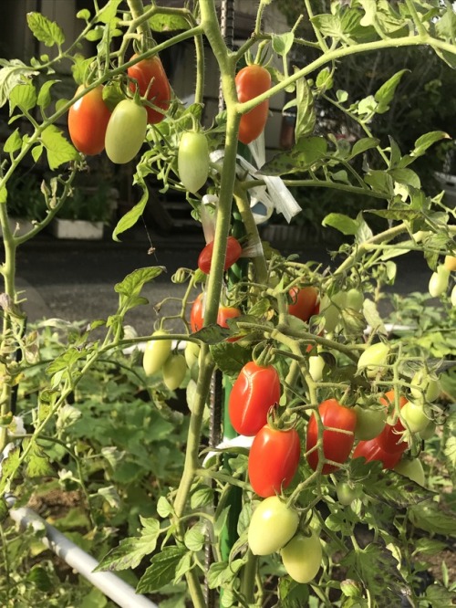 Home garden at parents’ house in Ozu city Ehime Japan 実家に帰ったら、家庭菜園ができていた。