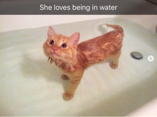 babyanimalgifs:more animal snaps