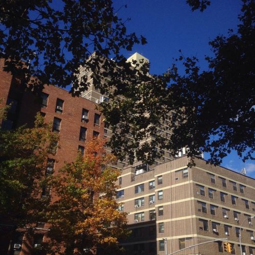 Downstate NY isn’t seeing a lot of brilliant fall foliage. I usually dread this time of year and so I didn’t realize I wanted to see more colorful foliage. #Harlem is seeing hints of color. #snapshot #fallfoliage2021...