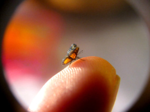 sosuperawesome:Miniature Butterflies by Julia CissellThe micro-fine detail of the wings of these min