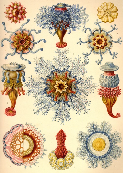 Ernst Haeckel, Kunstformen der Natur : Art Forms of Nature (Lithographic and Autotype prints), Published in sets of ten between 1899 and 1904.