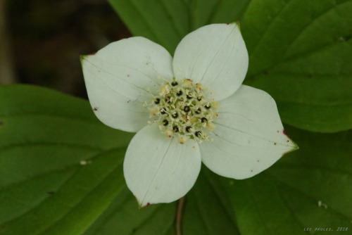 vandaliatraveler:Appalachian Spring, 2018, Volume Forty-Five: Bunchberry.  Bunchberry (Cornus canade