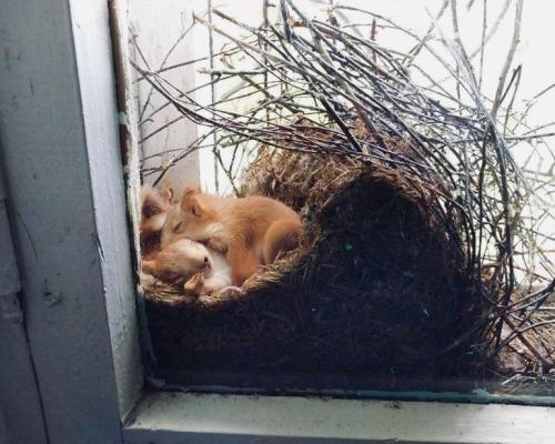 A nest full of squirrels is VERY adorable