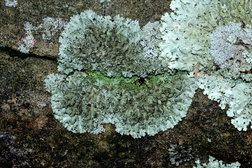  Phaeophyscia rubropulchraOrange-cored shadow lichen This foliose lichen grows in small roundish-pat