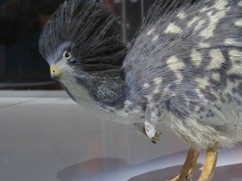 owlmylove: roachpatrol: a-dinosaur-a-day: American Museum of Natural History, Part 10: The Birds are
