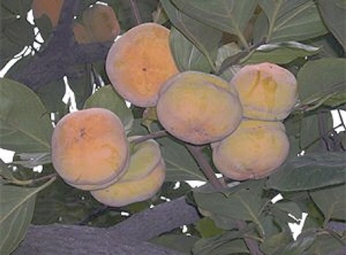 fruit tree