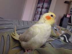 thecockatielblog:  Meet Tiny, my friend’s new baby cockatiel 