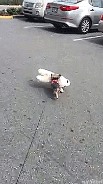 tastefullyoffensive:Lucy excitedly shops for a new toy. [full video]