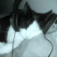 maowmaowmaowmaowmaowmaow
