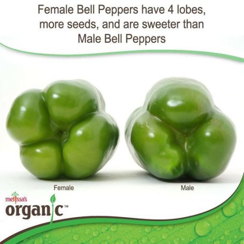fckmeintheassihatethisname:koshurfrank:If you’ve ever put a 3 lobe pepper in your mouth, you’re gay.