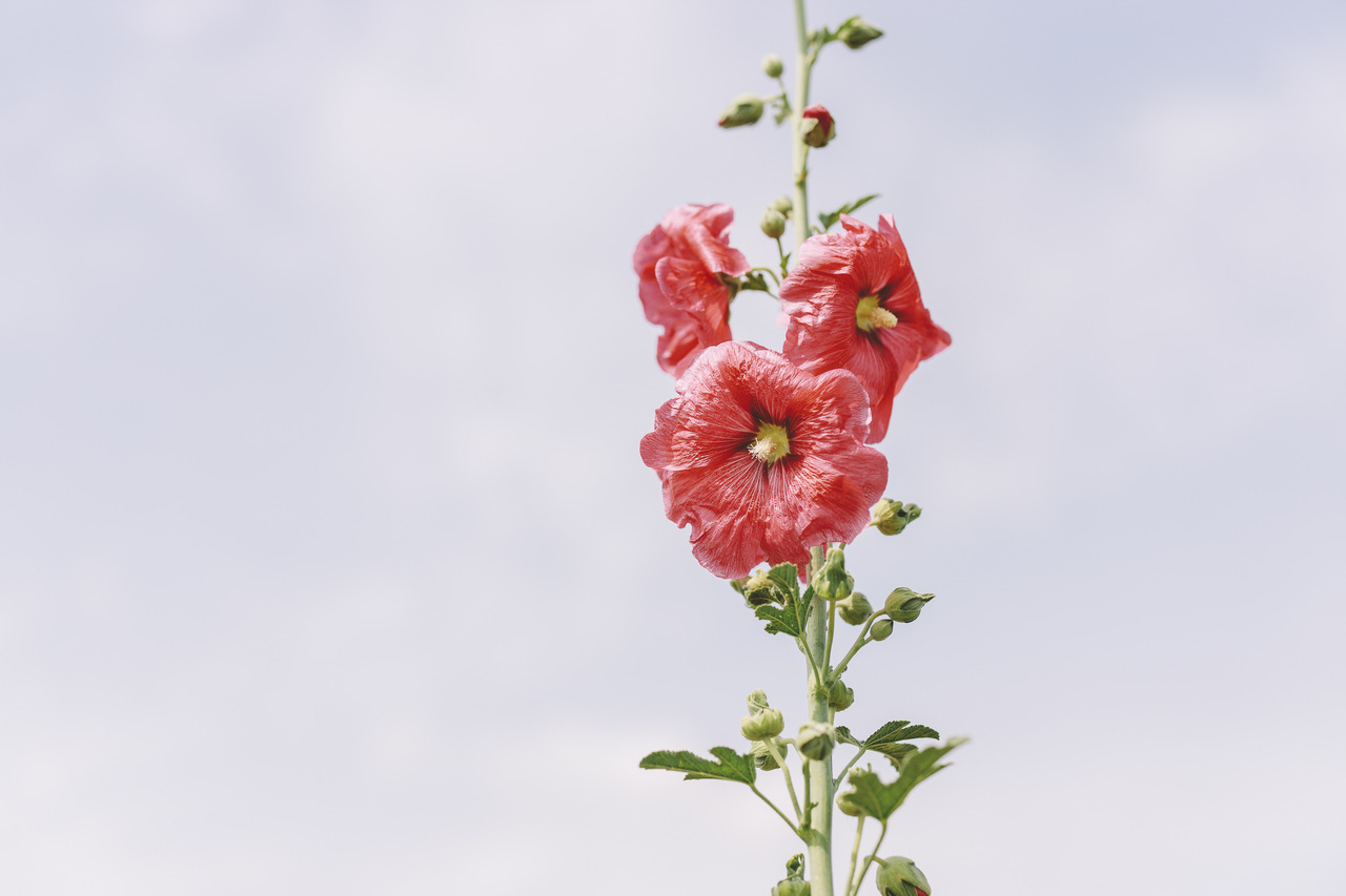 boohwanj:2019-06-15