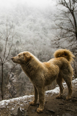 joel:  Annapurna Mountains 