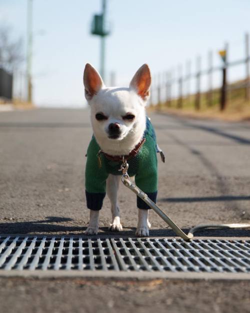 久しぶりに早起き #dog #pet #chihuahua #puppy #baby #love #いぬ #ワンコ #チワワ #スムチー #sdquattro