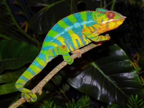 wtxch:Ambilobe Panther Chameleon