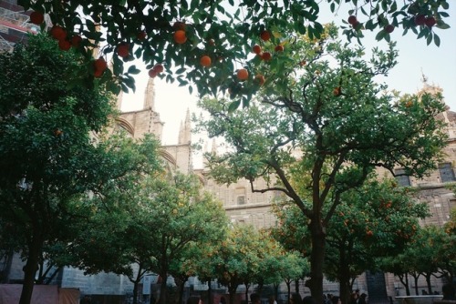 Seville oranges planted all around Seville.