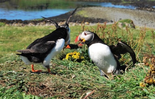 Hundreds of Puffins on the Treshnish isles, Inner Hebrides, Scotland. Photos taken last week during 