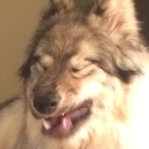 despazito: unintelligible dog photoset