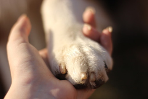 raspberrydog: “The Good Boy™”This is Rap, my three year old Australian Shepherd and heart dog. Rap c