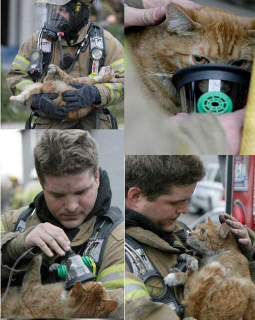 Gatos y Bomberos&hellip;..Hermosa Relación 