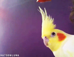 hatsonluna:  Luna and the Welcome Party Hat! Wow! over 4500 followers!!!! Luna and