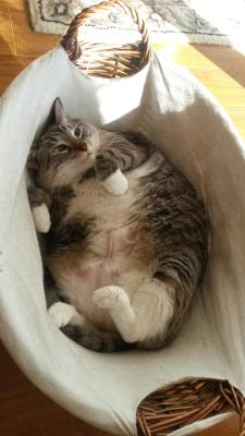 vampirecafeinomane:  godotal:  Cat in a basket