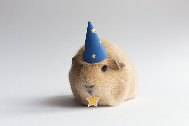 bobbycaputo:  Booboo, the World’s Cutest Guinea Pig Meet Booboo, a two-year