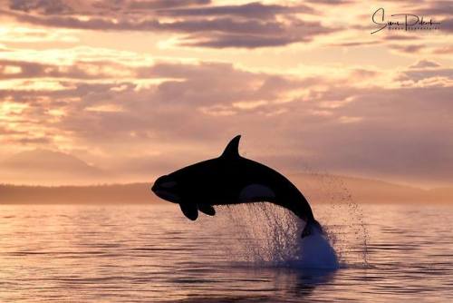 blackfishsound: A member of the T049A’s Bigg’s killer whales. Photo by Ocean EcoVen
