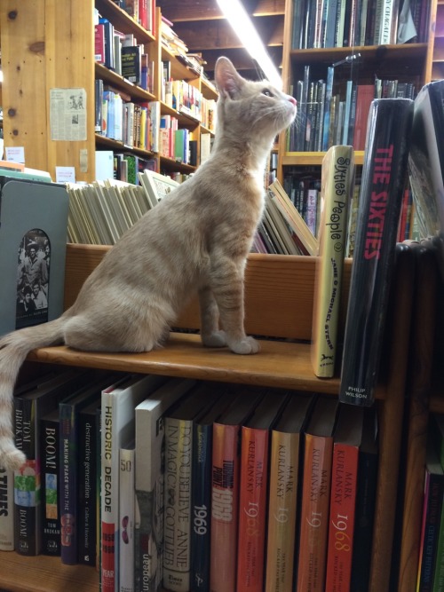 versaceslut:this bookstore has like four cats and they let them roam around the store it’s so cute. 