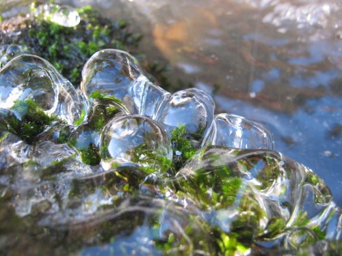 photapir:Moss frozen in ice on Lacamas Creek at the Lower Falls below McEnry Bridge, 15 January 2016