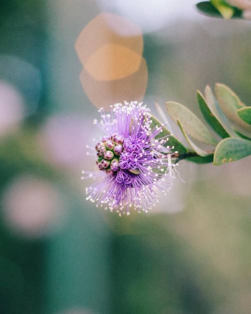 vintagepales2:  by  coleito