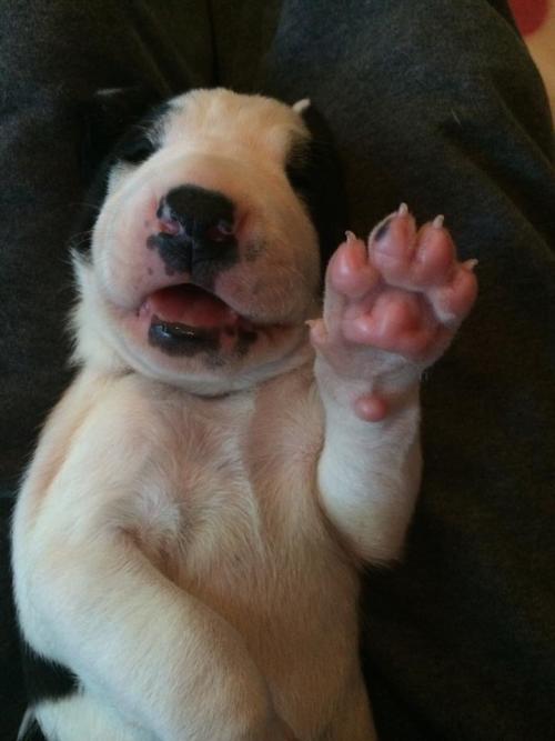 Service Dog Project’s Grommet is waving hello to you.Watch him grow up on our live Puppy C