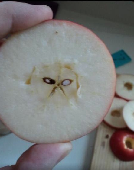 theclearlydope:  After a couple weeks of dieting and eating clean you start to see Grumpy Cat in your apples.  [via]