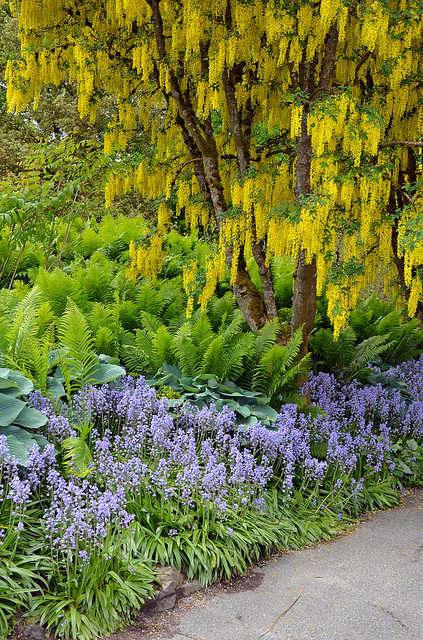 outdoormagic:Yellow laburnum tree in spring garden by Perl Photography on Flickr.