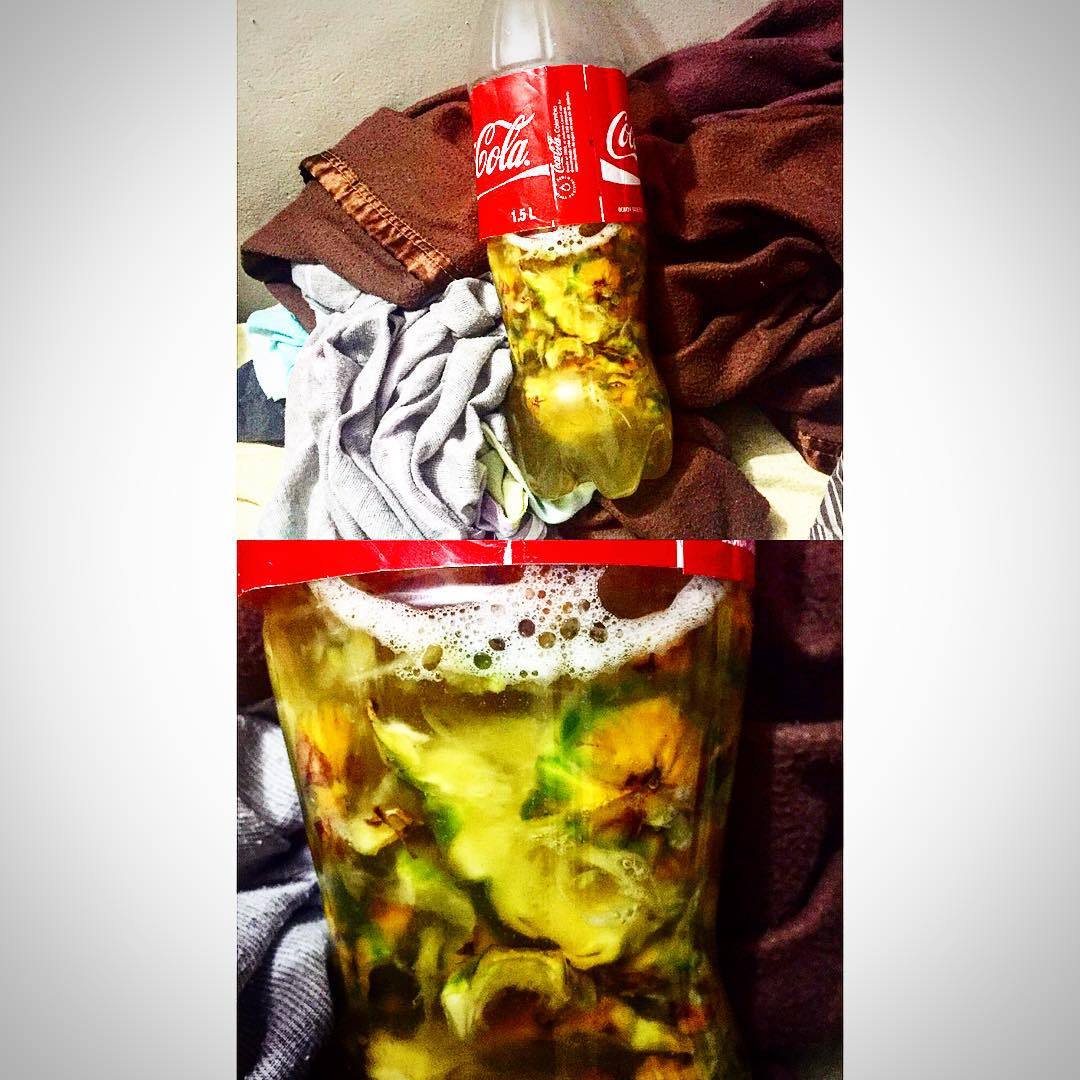Chicha is bubbling that means it&rsquo;s fermenting it&rsquo;s been one day