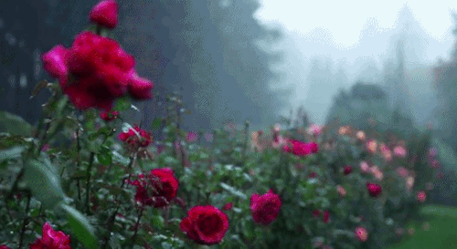 Rose Garden Maze